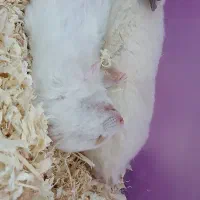 همستر|موش و خرگوش|باغستان, |دیوار