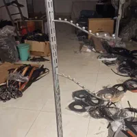 رگال پانچی و شاخک تیله ای