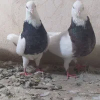 کبوتر طوقی دوتا نر صندل وشیره وماده فولادی