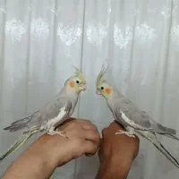 عروس هلندی|پرنده|مشهد, باغ فراگرد|دیوار