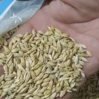 جومحلی بذری دوپَردرجه یک