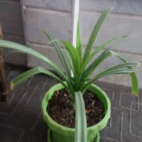 گل پاندانوس