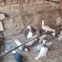 کفتر طوقی|پرنده|رضویه, |دیوار