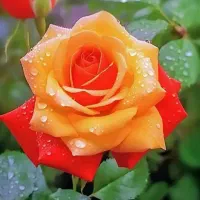 ذکر اسم از قران و ذکر ماه تولد|خدمات پذیرایی، مراسم|ری, دولتآباد|دیوار