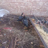 لار یک|حیوانات مزرعه|مشکین‌دشت, |دیوار