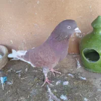 کفتر و کبوتر پرشی|پرنده|محمدشهر, عباس آباد|دیوار