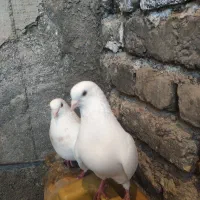 کبوتر