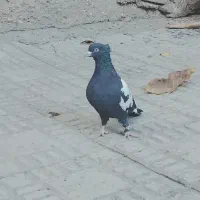 سینه سیاه|پرنده|فارسان, |دیوار