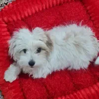 پاپی شیتزو( بازیگوش)|سگ|تربت جام, فاز ۱ فرهنگیان|دیوار