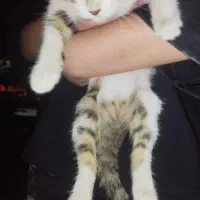 گربه