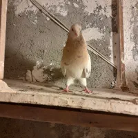 کفتر زردی|پرنده|نسیمشهر, |دیوار