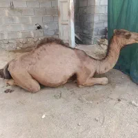 شتر