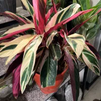 فروشنده در سوپر مارکت