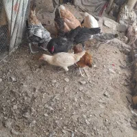 مرغ و خروس گلین|حیوانات مزرعه|خنداب, |دیوار