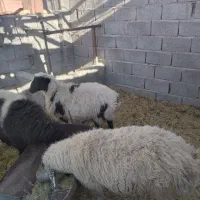 میش کاور|حیوانات مزرعه|گلزار, |دیوار