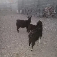 فروش شیشک قوچی و بز|حیوانات مزرعه|سرایان, |دیوار