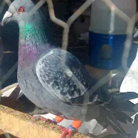 عروس سرلاکی گرینچیک کبوتر|پرنده|آباده, |دیوار