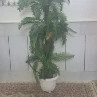 درختچه خارجی نو کار ضمانتی