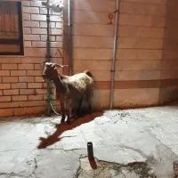 ذبح وسلاخی ویژه شب یلدا|خدمات پذیرایی، مراسم|دورود, |دیوار