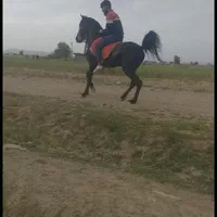 نریان مشکی واکسی