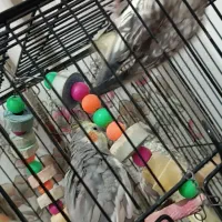 ۴تا عروس هلندی گلباقالی و سیامون دونه ای ۷۰۰