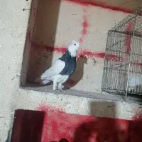نر طوقی