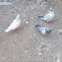 دوجفت کفتر ملقی