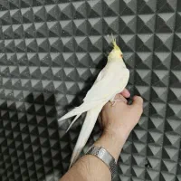 عروس هلندی نر|پرنده|جوانرود, |دیوار