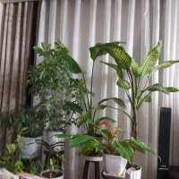 همکف-شمالی-3خواب-صفر