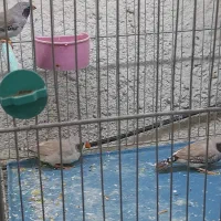 فنچ لپ سیاه معاوضه با بنگالی|پرنده|تبریز, |دیوار