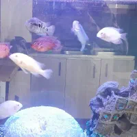 ۱۱عدد ماهی جل فیش و سیچلاید پرت سورم خوشگل