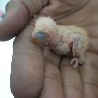 دو جفت کوتوله مولدضمانتی|پرنده|زرند, |دیوار