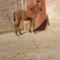 اسب کره شش ماهه مادیون