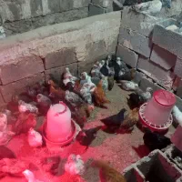 فروش جوجه مرغ تخم گزار گلپایگانی ۲ماهه