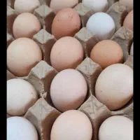 تخم مرغ محلی