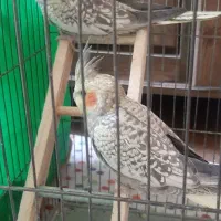 عروس هلندی نر وماده بالغ تازه جفت شدن|پرنده|سنندج, |دیوار