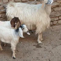 یک راس شاه بز بزغاله دار جوان دورگه پاکستانی دوقلو