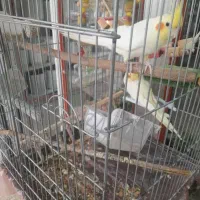 عروس هلندی نر وماده