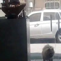 پامر خالص۱/۱۰ماه واکسن ماده شناسنامه جفت نخورده