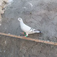 2عدد صید جلاد