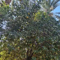 یک-باب-خانه-ویلایی-در-بروات