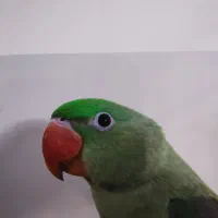 شاه طوطی گمشده