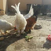 مرغ و خروس|حیوانات مزرعه|قم, پردیسان|دیوار