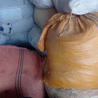 دام کپور|ماهیگیری|بندر ترکمن, |دیوار