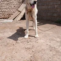 سگ گله|سگ|طاغنکوه, |دیوار