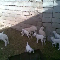 خانه-باغ-و-ملک-کشاورزی