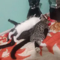 واگذاری گربه رایگان