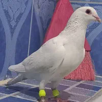 سفید