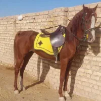 کره نر 5ماه عرب|اسب و تجهیزات اسب‌سواری|باقرشهر, |دیوار