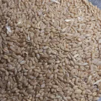 گندم بذری لاین A|عمده‌فروشی|شیراز, سعدیه شمالی|دیوار